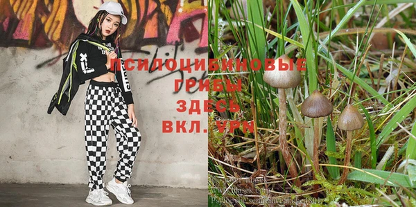 apvp Михайловск